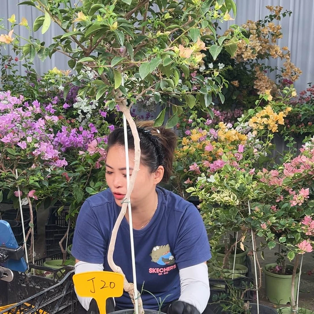 十***秋大部分花苞少量开放J20卡亚塔