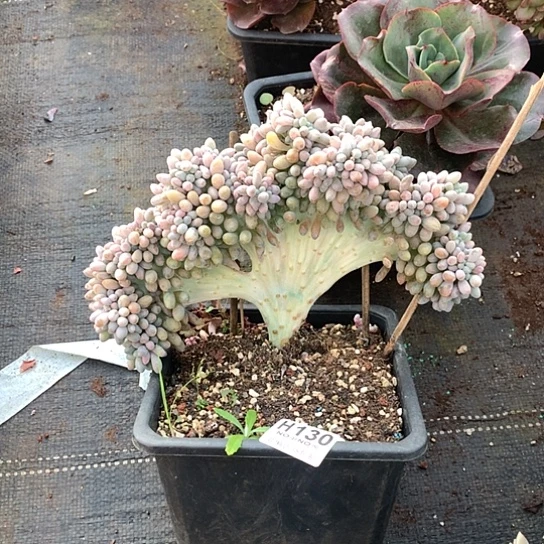 汤圆缀化130 退款拉黑全场亏本处理7-8天发货