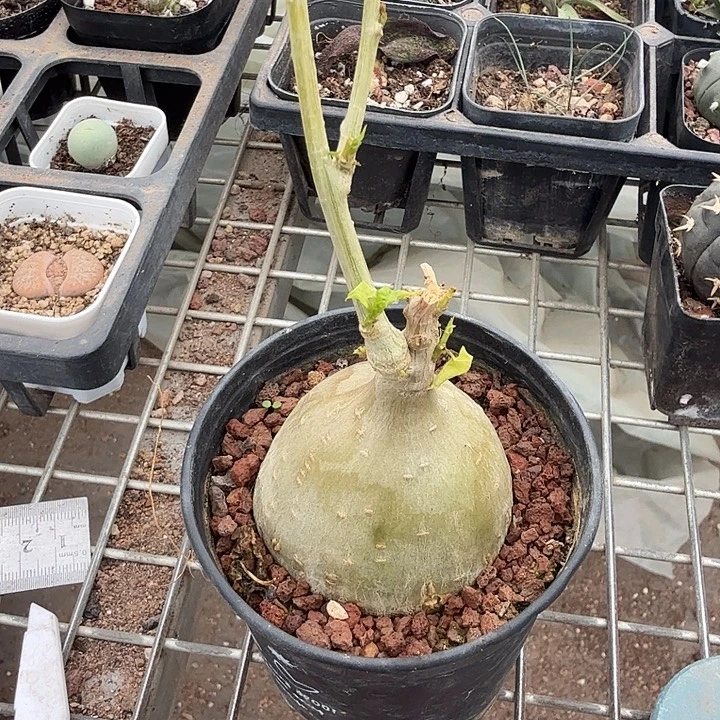 睡布袋单头5仙人球