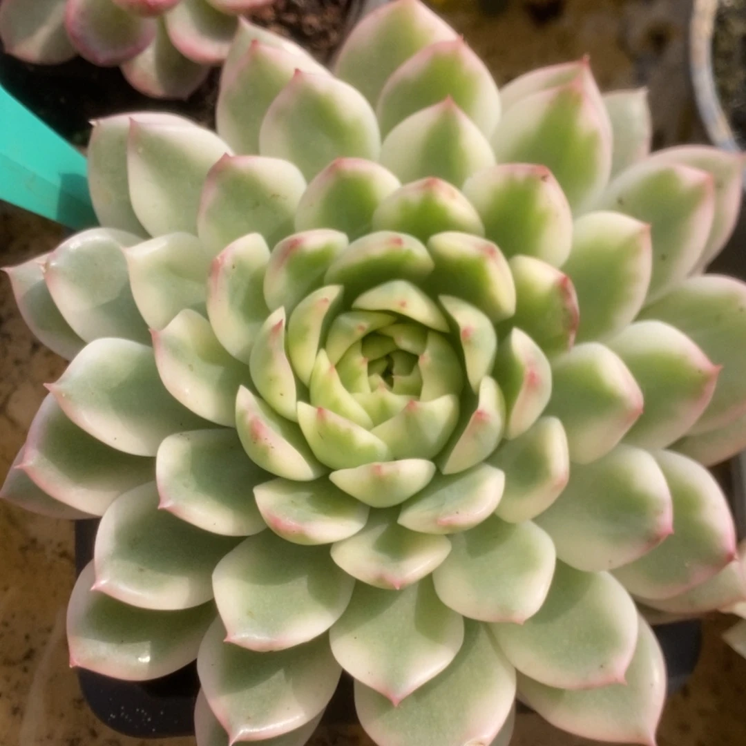 654长岛冰茶锦锦锦锦锦锦