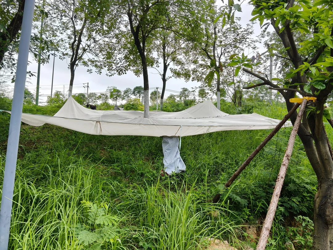 便捷采摘八角网袋,采摘青梅网,采摘核桃网,采摘杨梅网