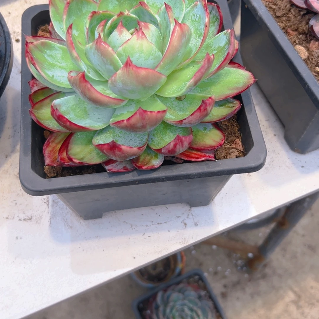 ღ***࿐惊红多肉245678899