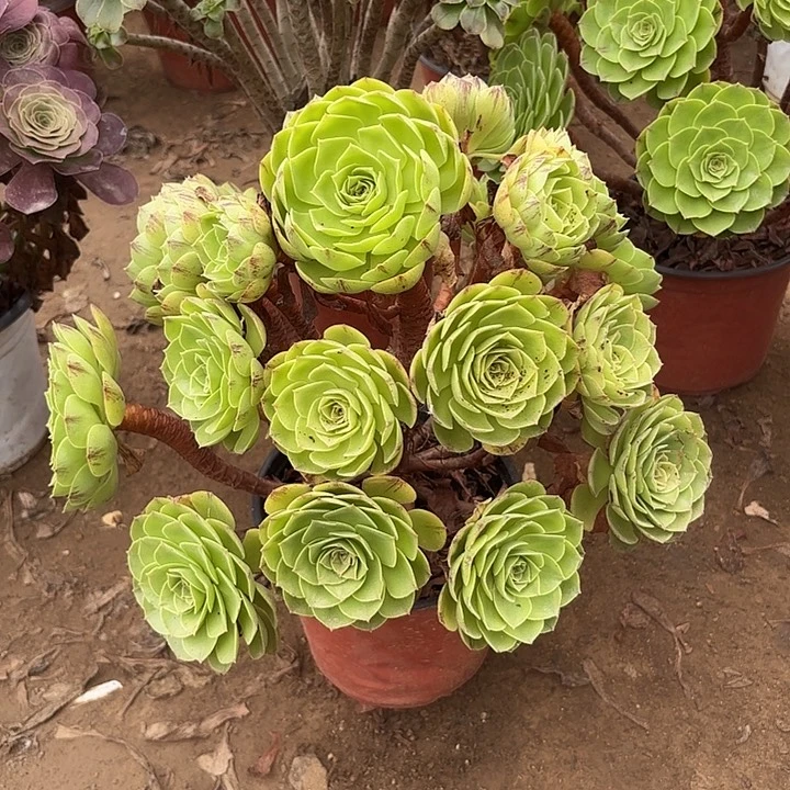 多肉植物法师万拉丝27
