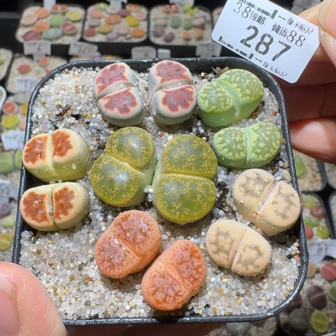 Sss精品系列便宜287