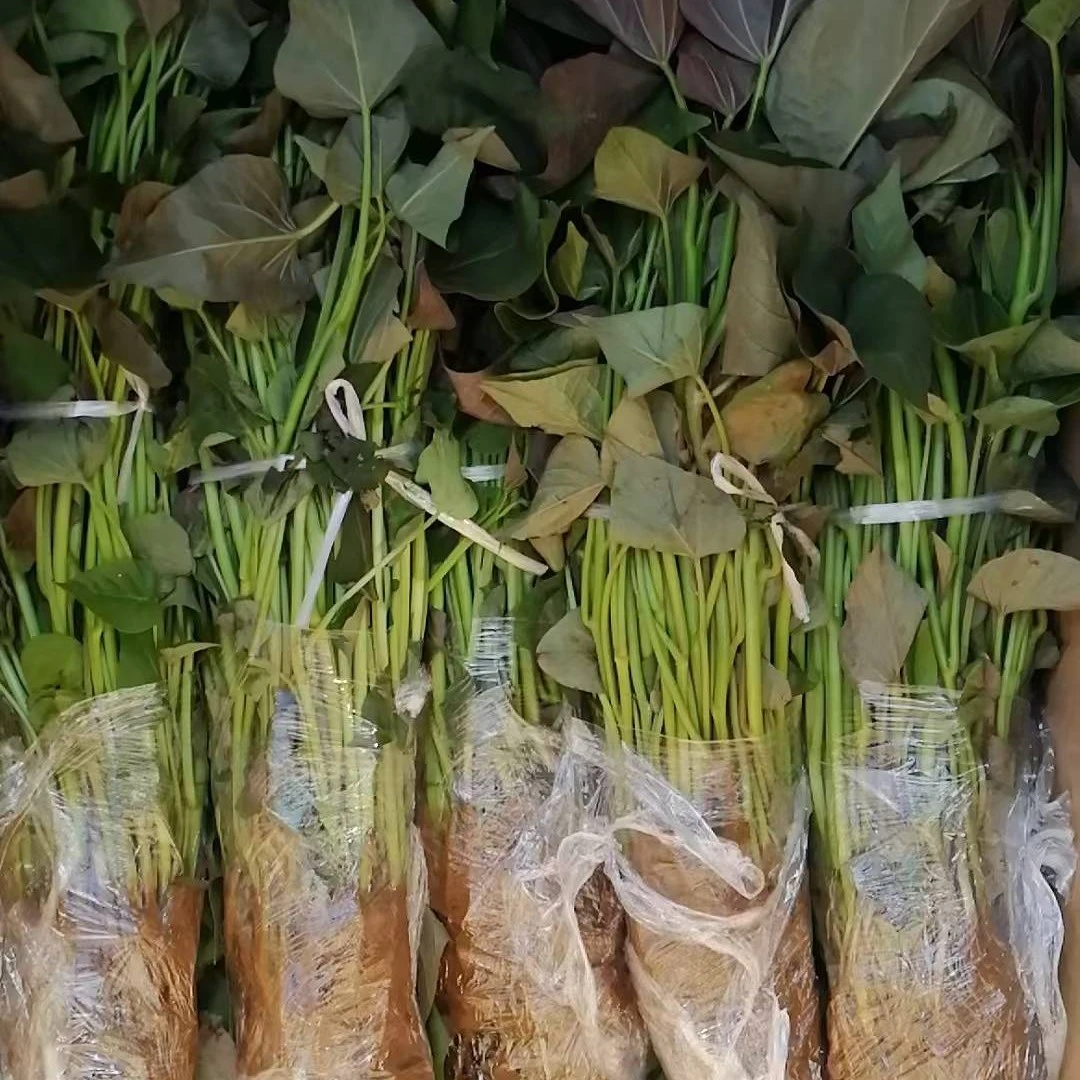 行唐白沙蜜红薯苗板栗地瓜秧红皮白心番薯苗面甜没丝红苕秧白瓤苗