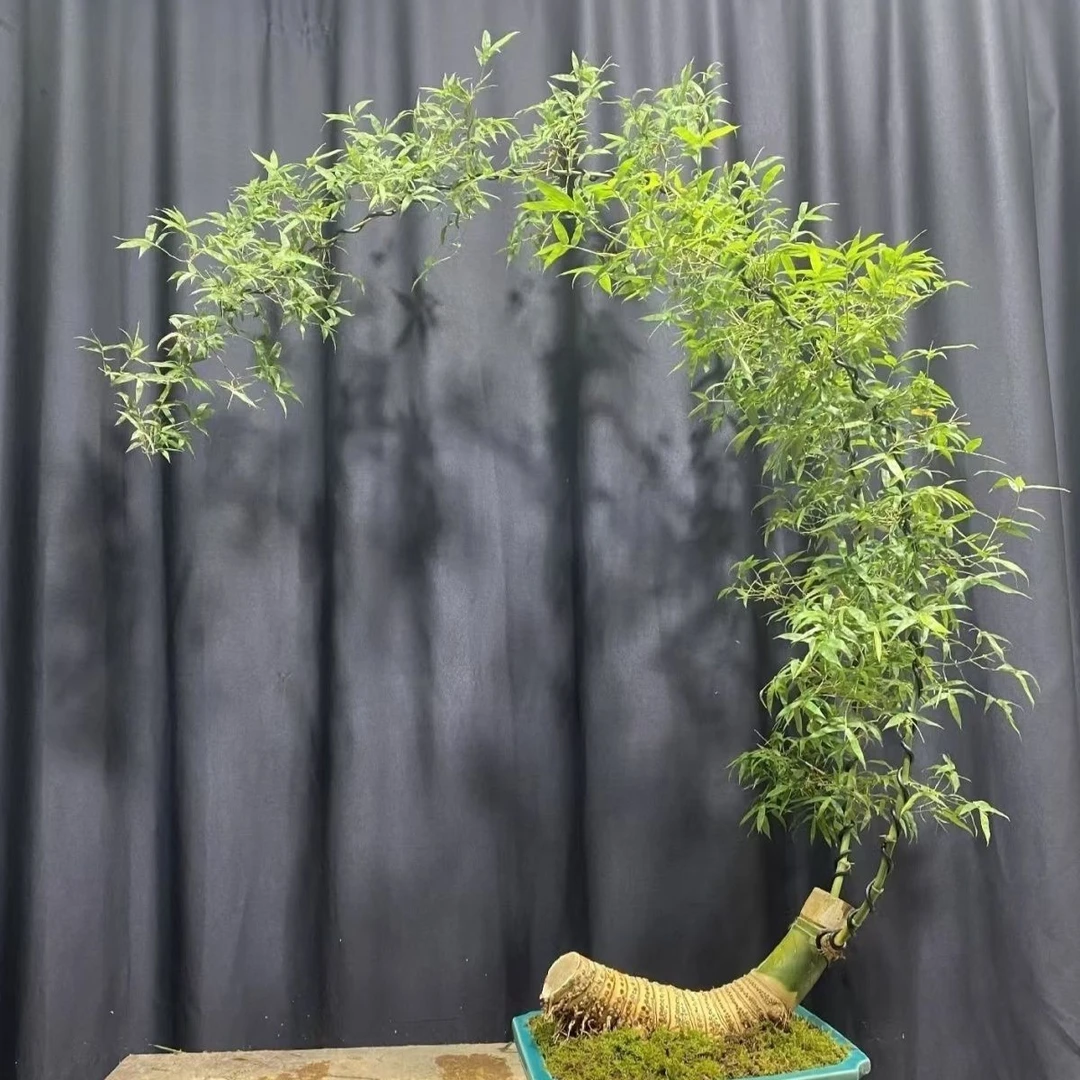 小叶簕竹直播间一物一拍