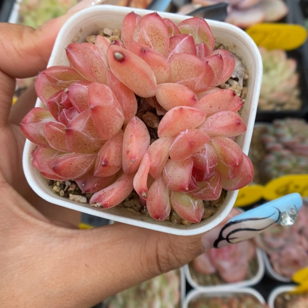 琴心群生可拍857号。