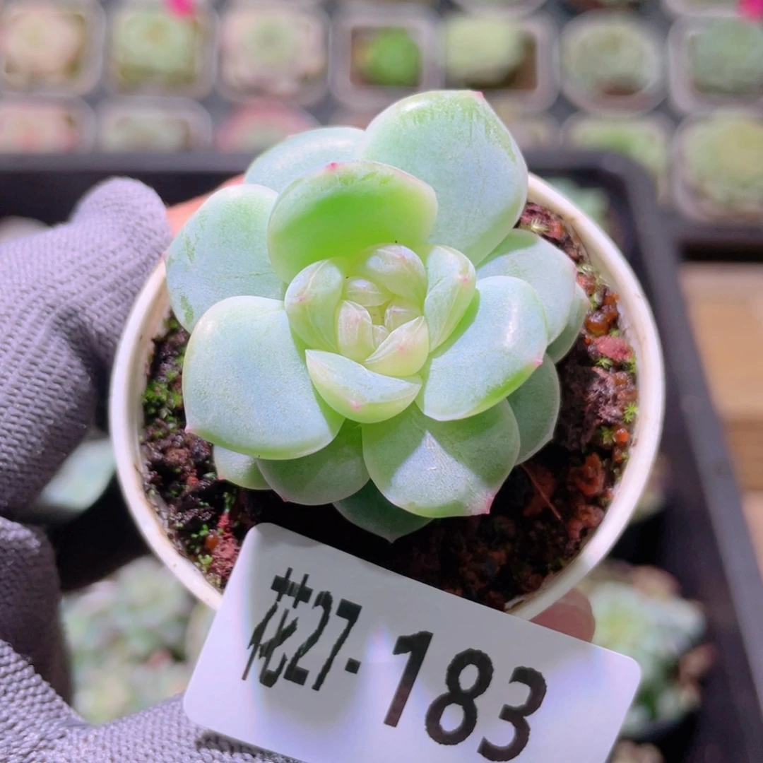 花利美27-183新品珍妮