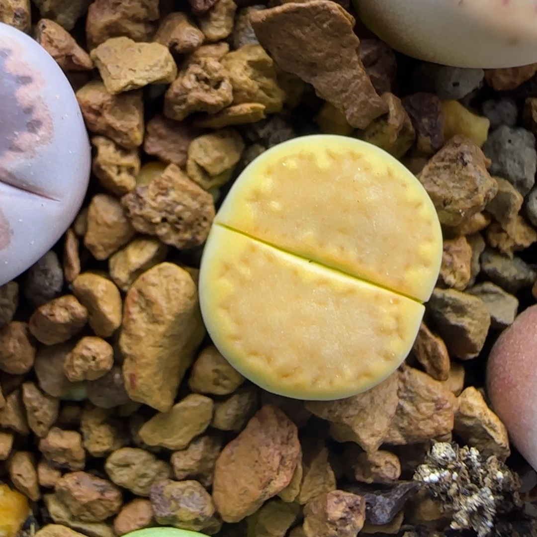 金黄色饼干清框福利30包邮