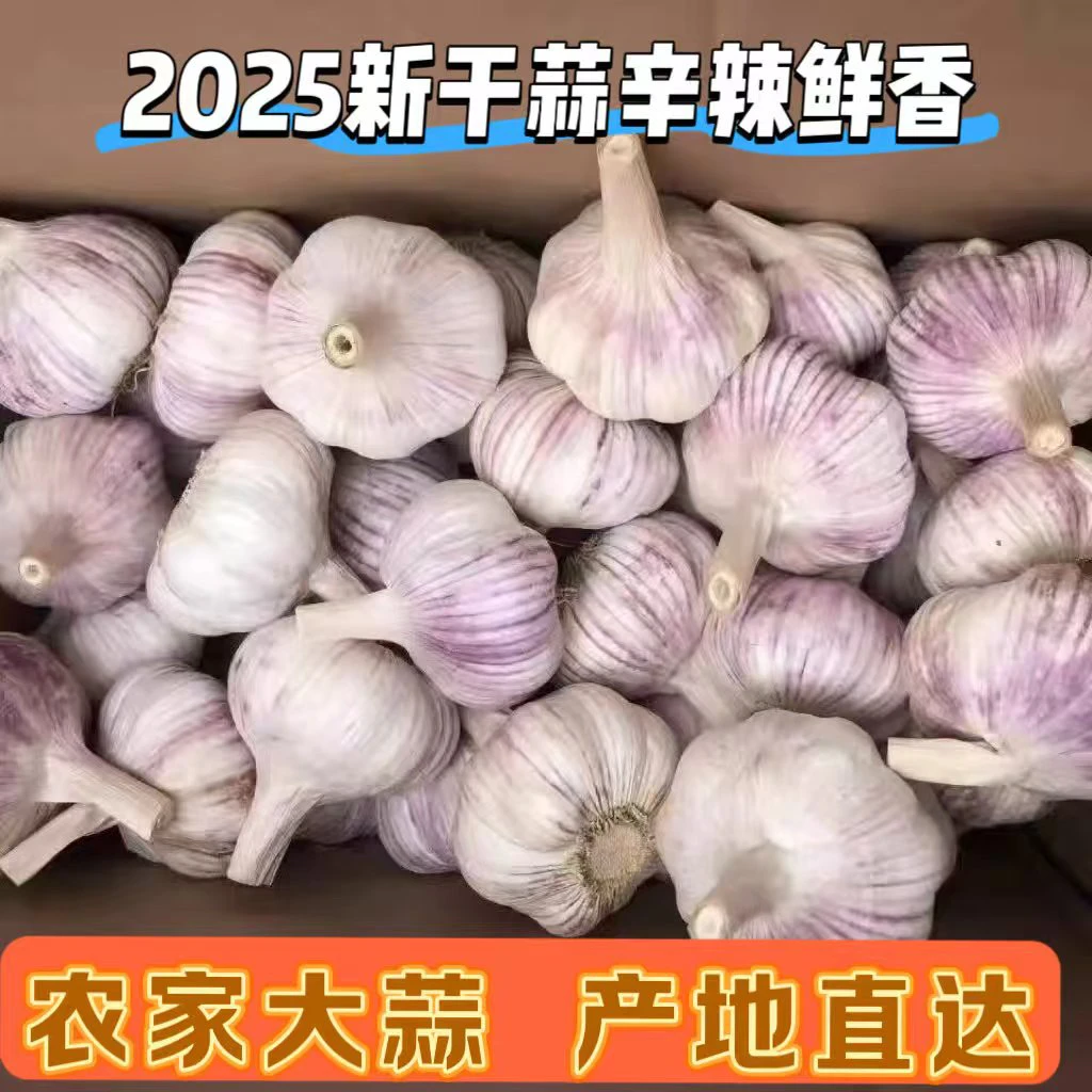 2025农家新紫白皮大蒜鲜香美味