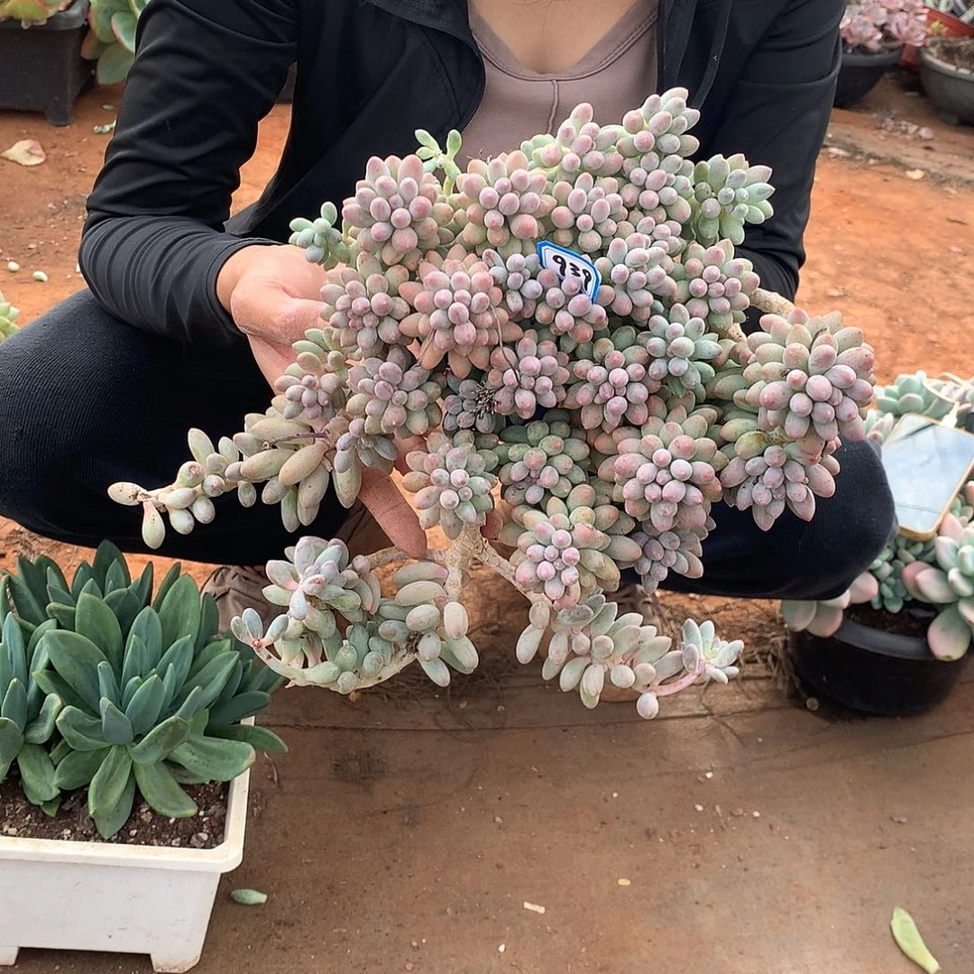 939婴儿手指 一物一拍多肉