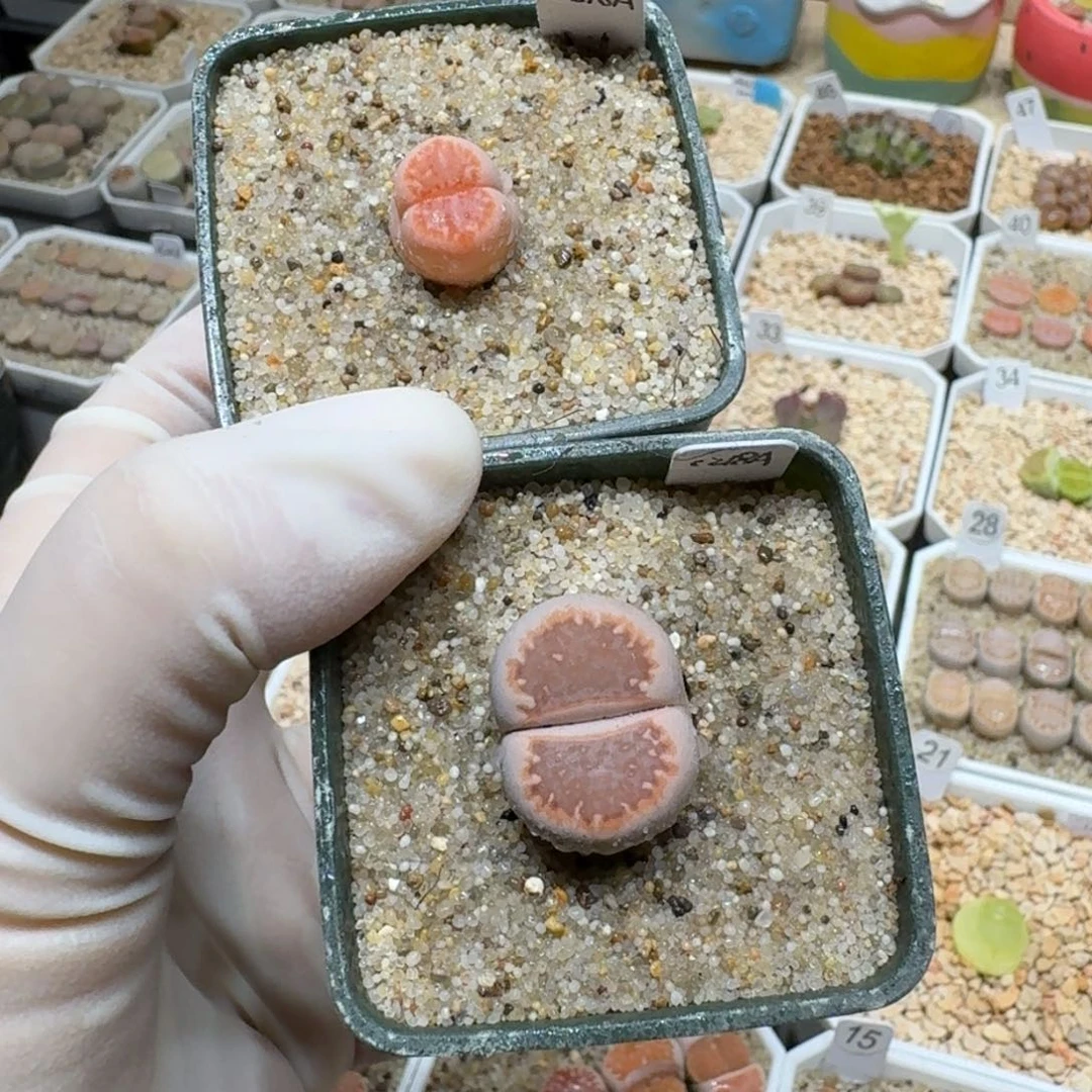 瑶**圆0119-07饼干编号218a