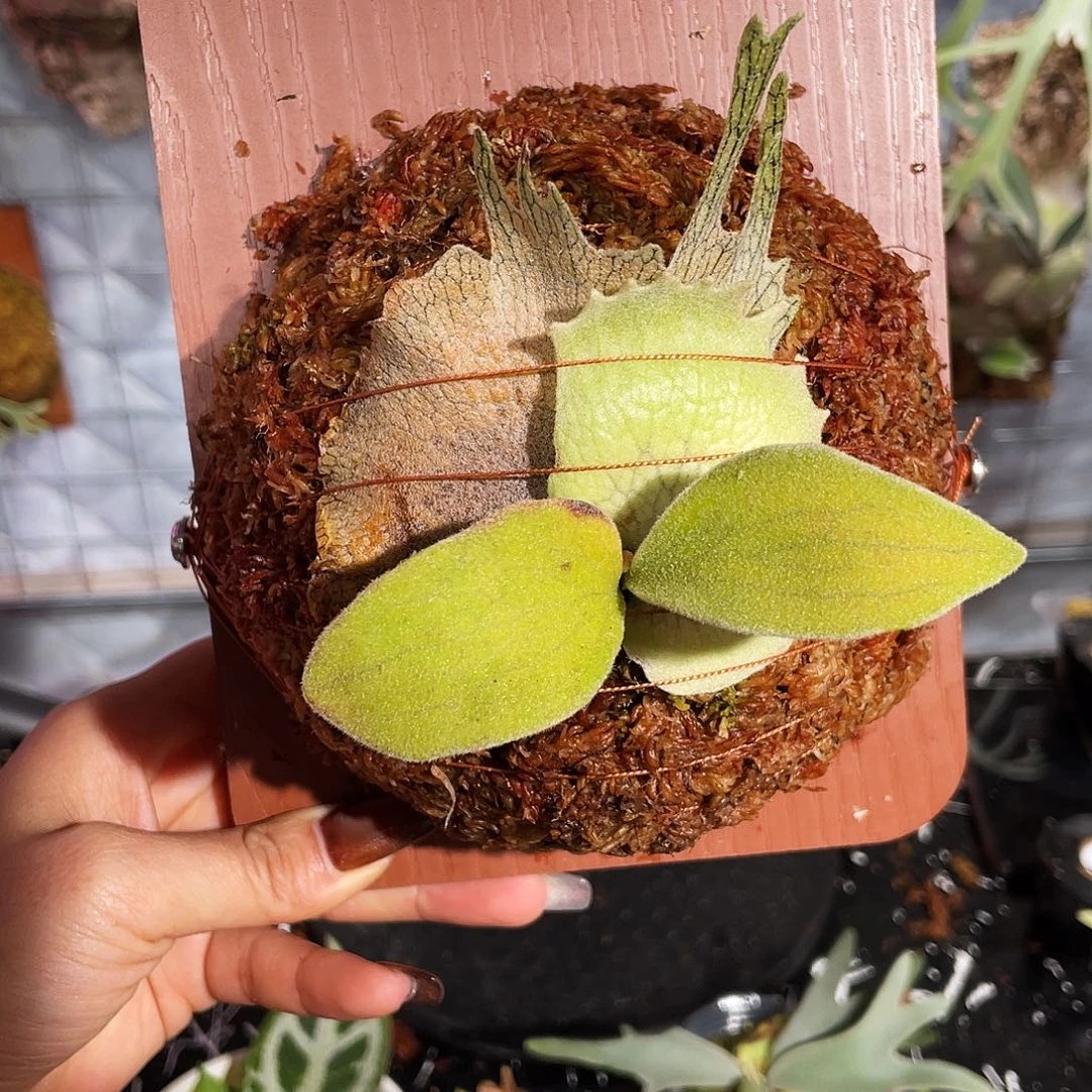 完全开放鹿王孢播Ar