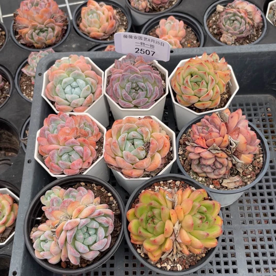 薇薇安园艺多肉2507