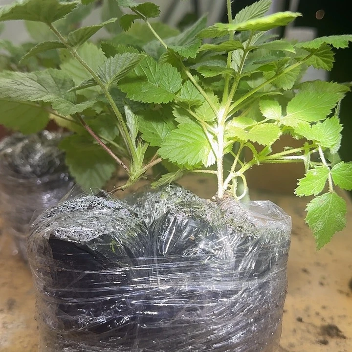 完全开放2棵四季黑泡