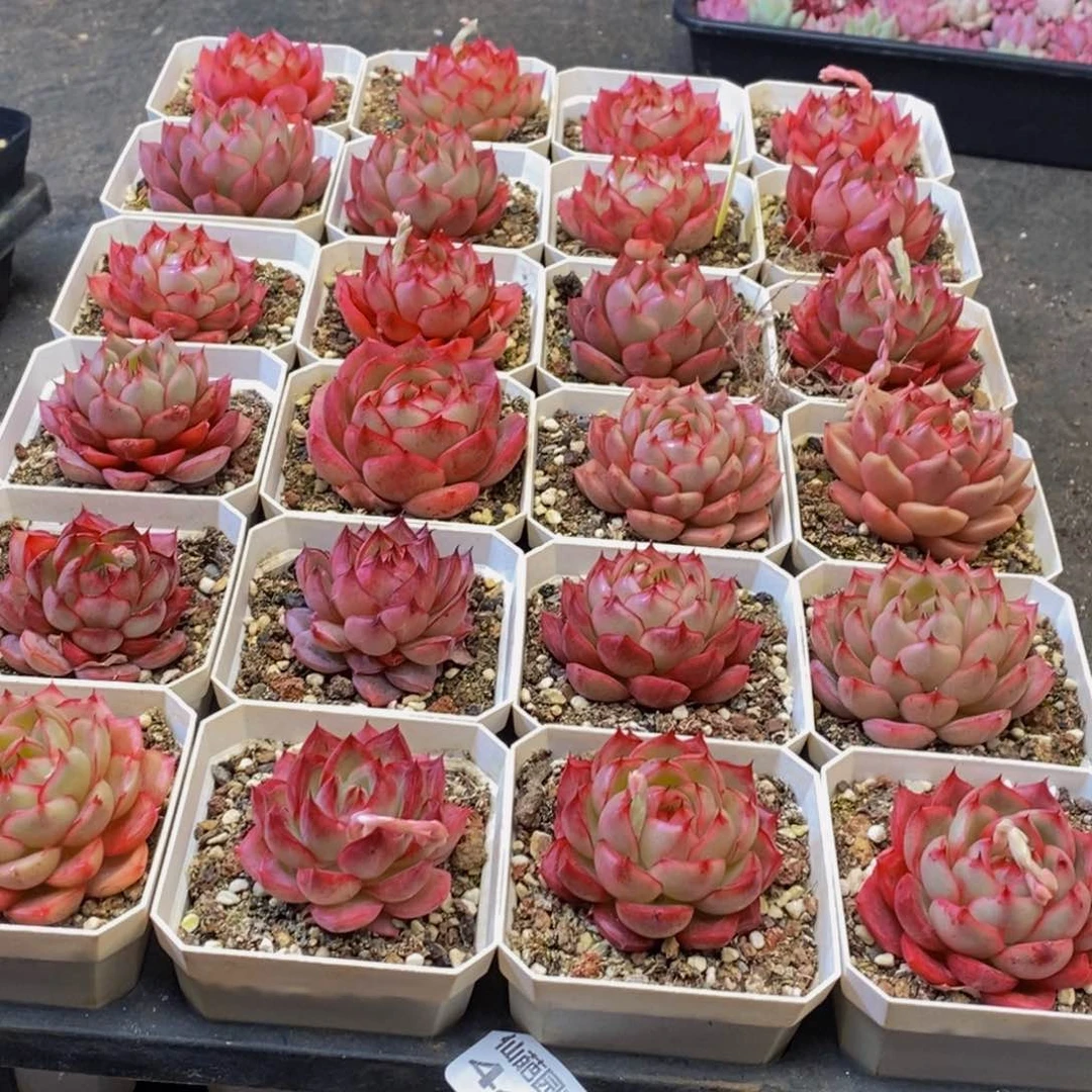 陈*太441的人多肉植物保护研究所所长的