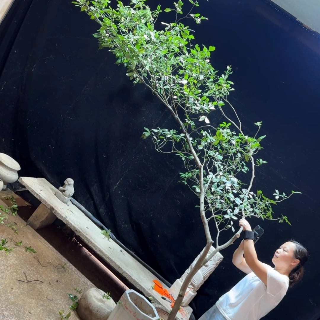 观***哥完全开放栀子花造型树一物一拍