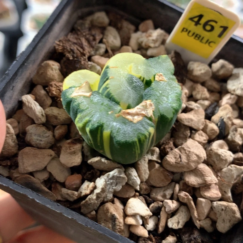 【闪购商品】461大明湖