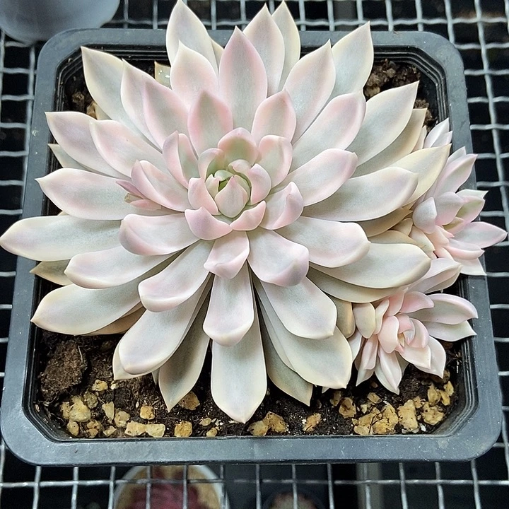 嘉丽娜锦多肉植物