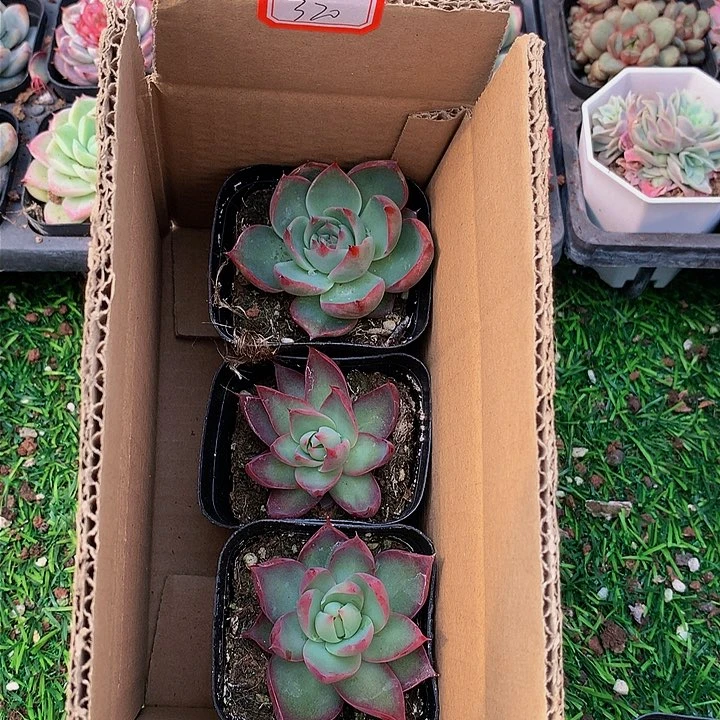 A320惊鸿仙子多肉