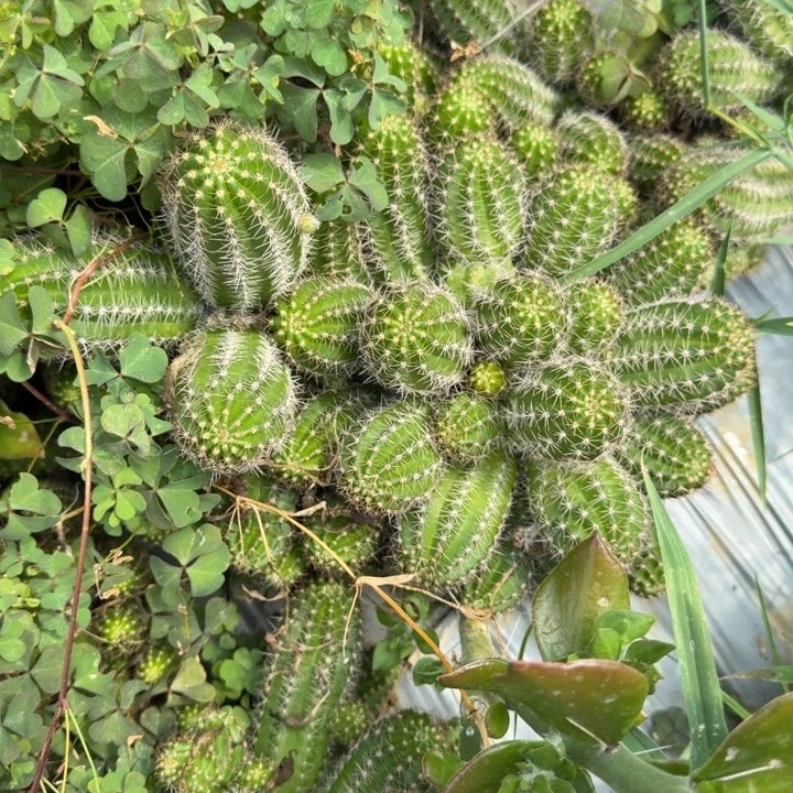 仄***a矮胖白檀824白檀426