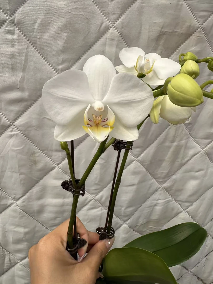 【美莎】 双花剑中花型白色型 蝴蝶兰盆栽室内植物花卉好养活