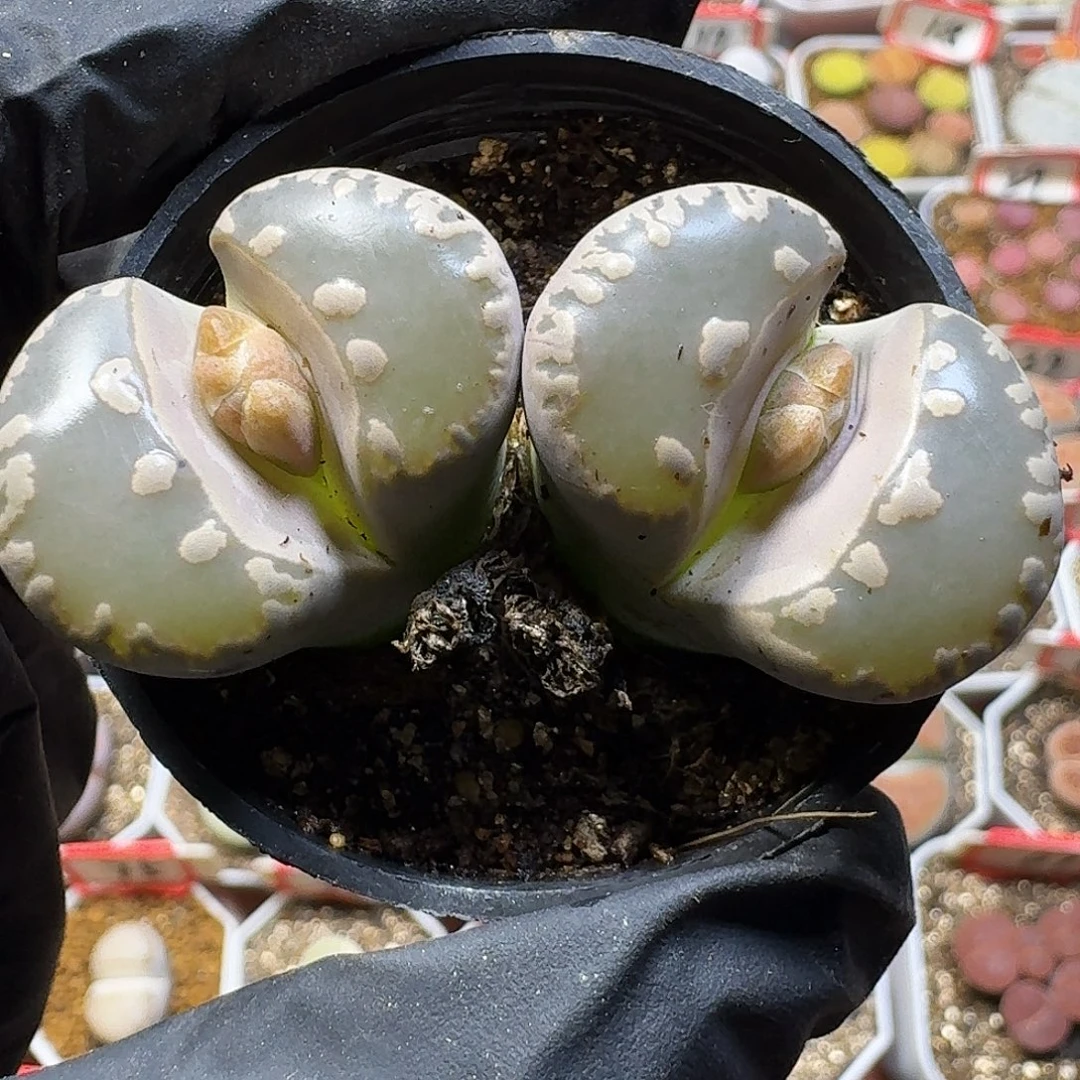 生石花111222。  果冻牙。  127