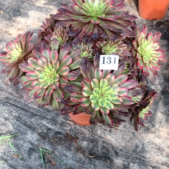 多肉植物美亚131