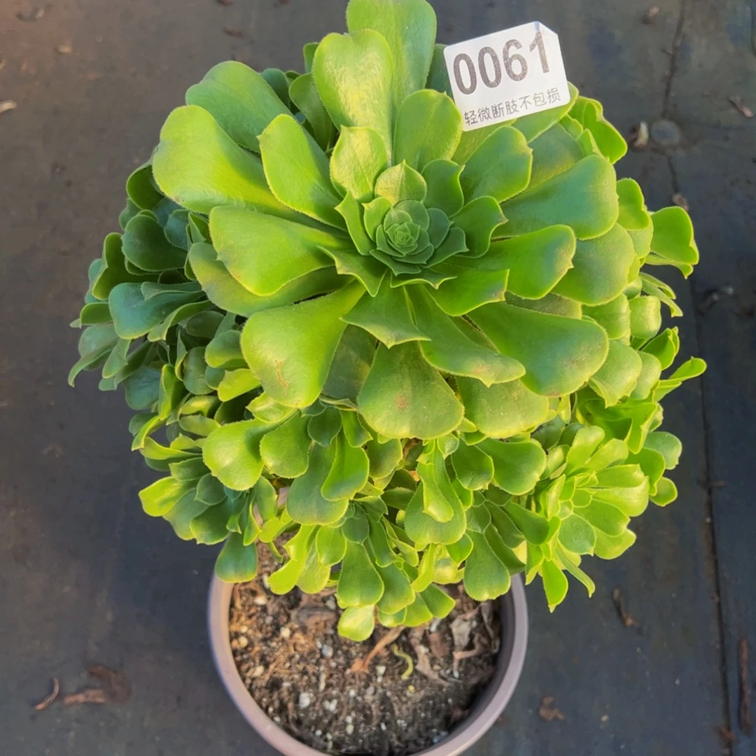 乖***頭绿杨蓉0061111111111