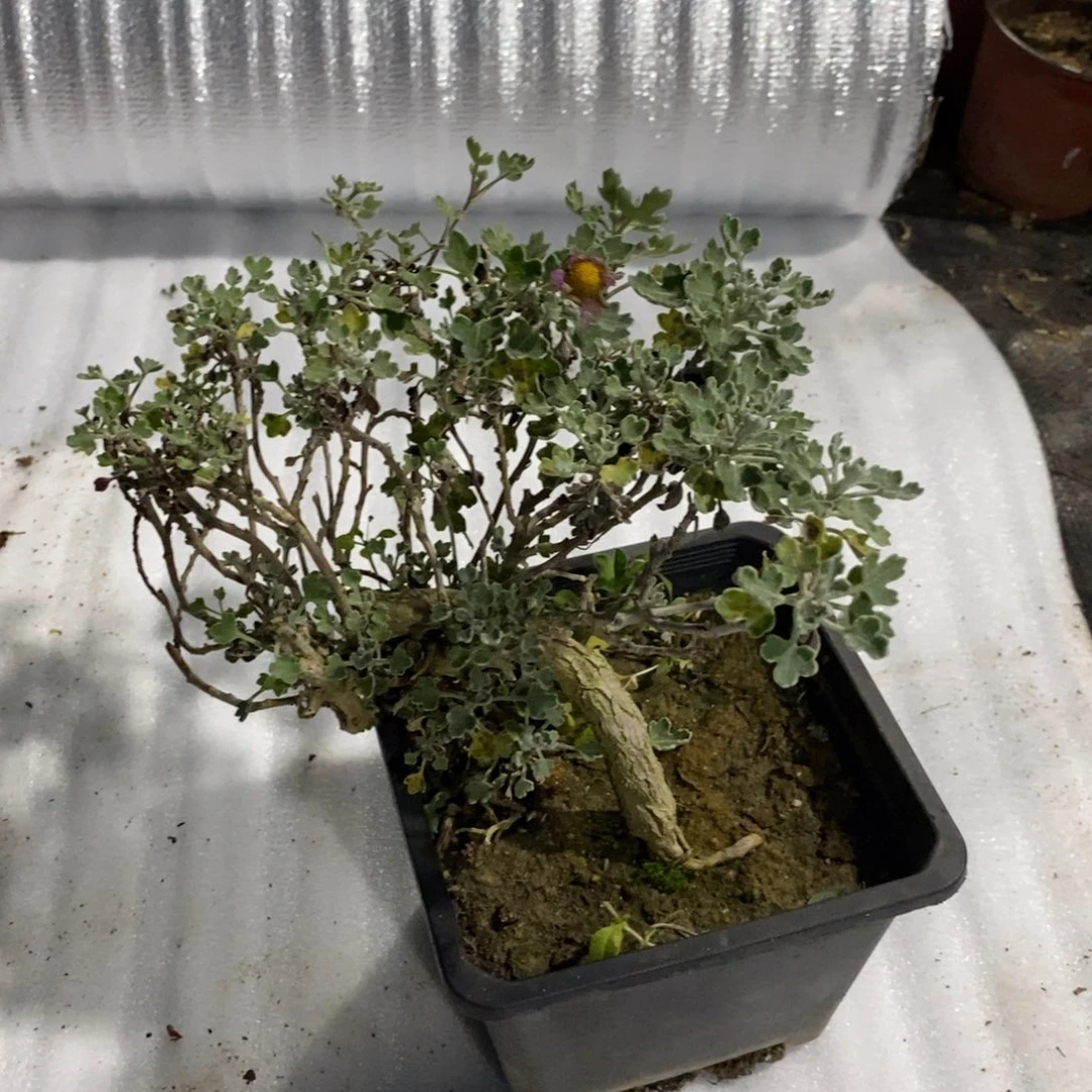 风***～无花朵盆景盆景25