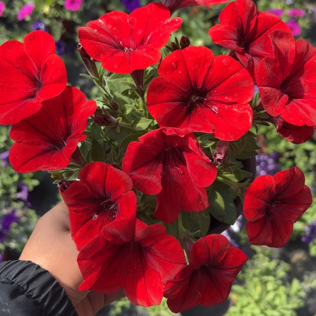 超级舞春花红色新疆一单包邮