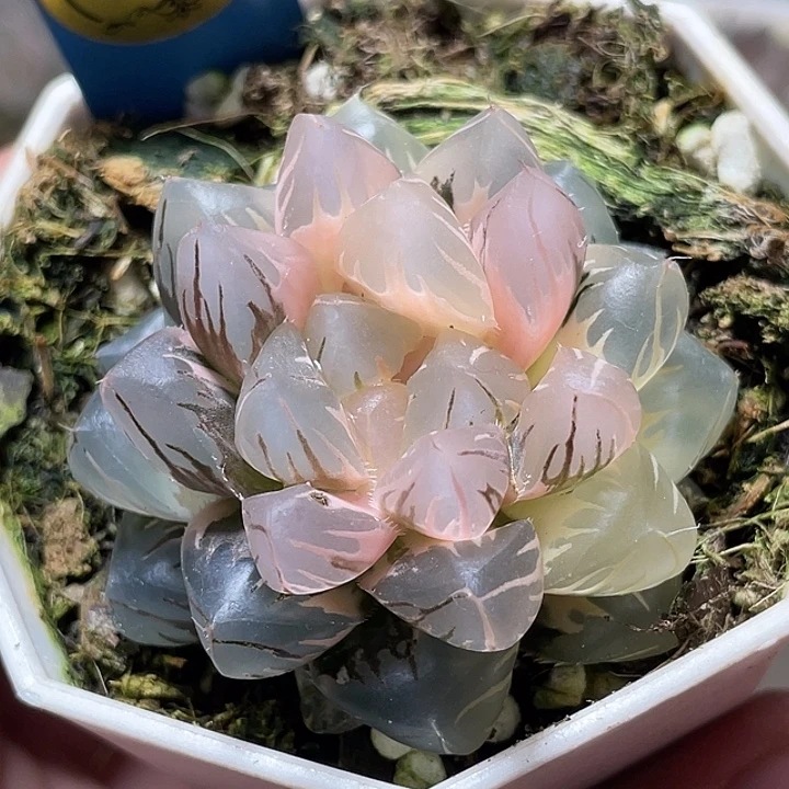 548白锦水中月锦亚母本级别