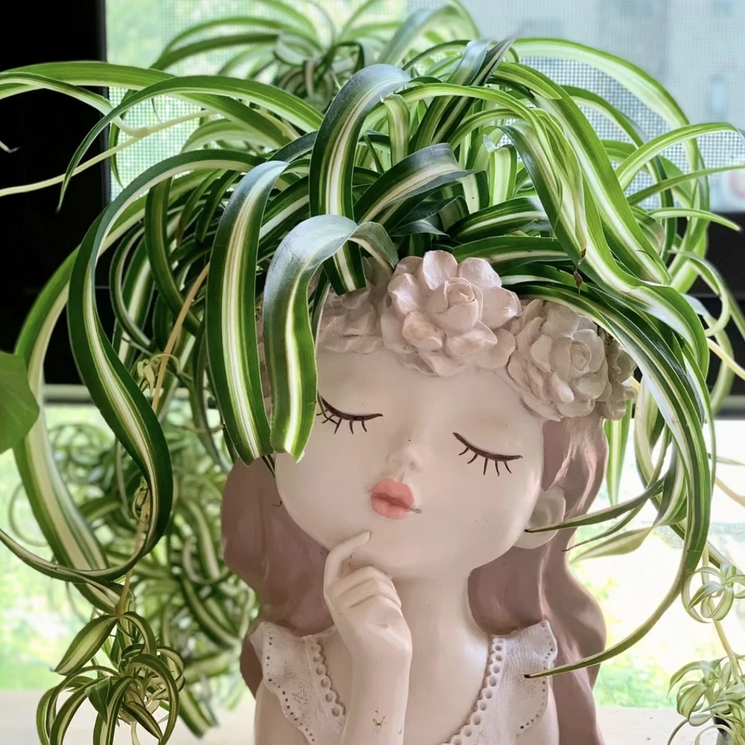 卷叶吊兰 盆栽四季常青多年生室内外观叶绿植耐阴易养护美观