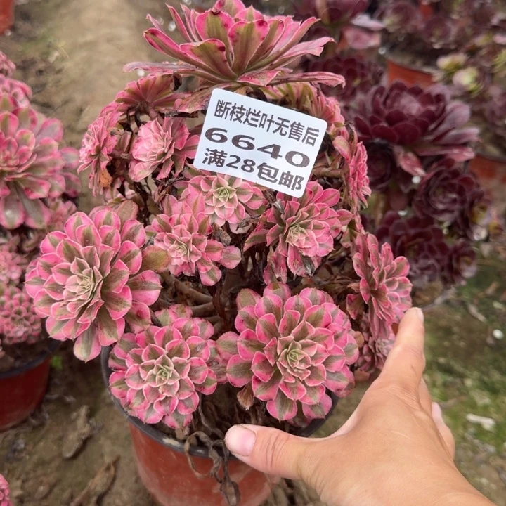 6640二号棚红铜壶A