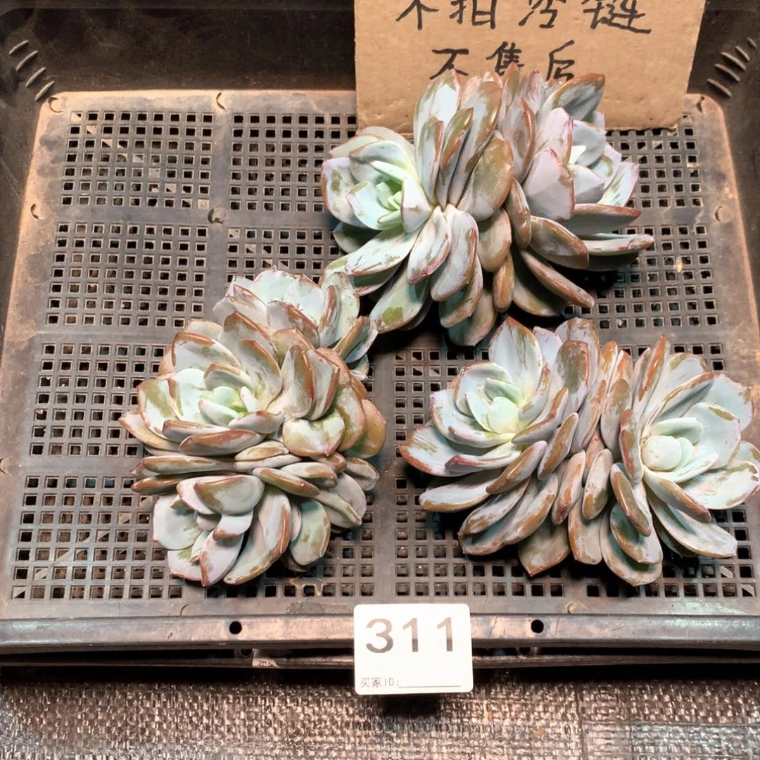 #311不拍冷链不售后。