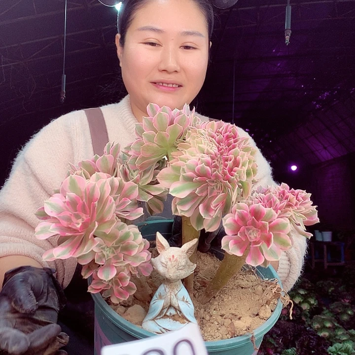 柒柒精品多肉脱土发货不包断侧枝890