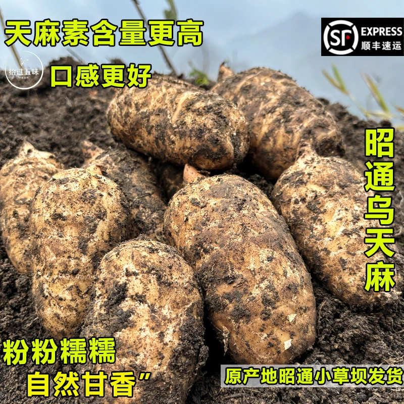 【龙姑姑专属】云南昭通小草坝新鲜天麻产地现挖老品种高山乌天麻