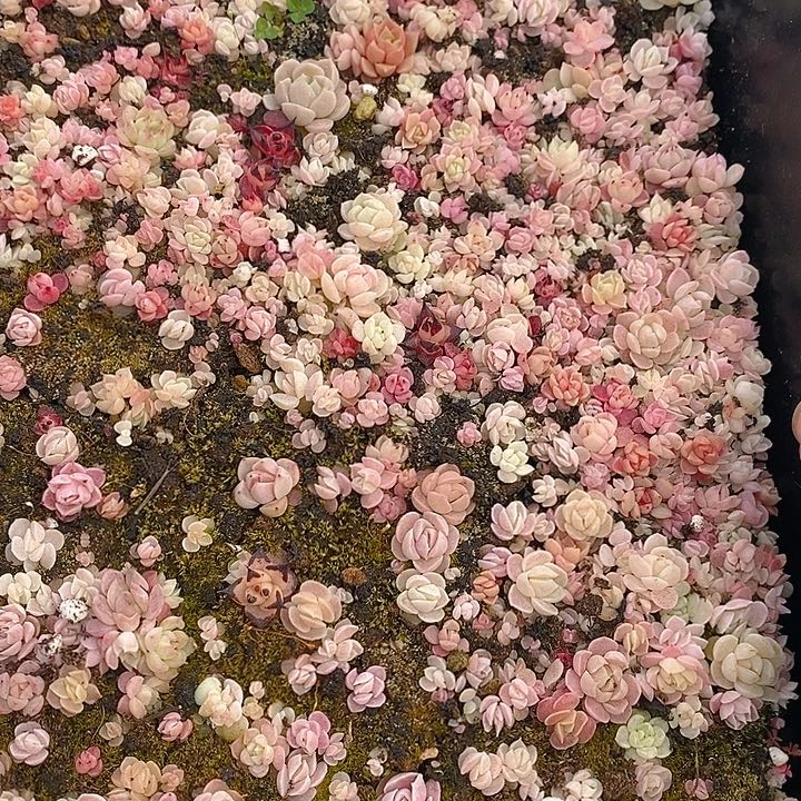 195 多肉植物盆栽花卉植物