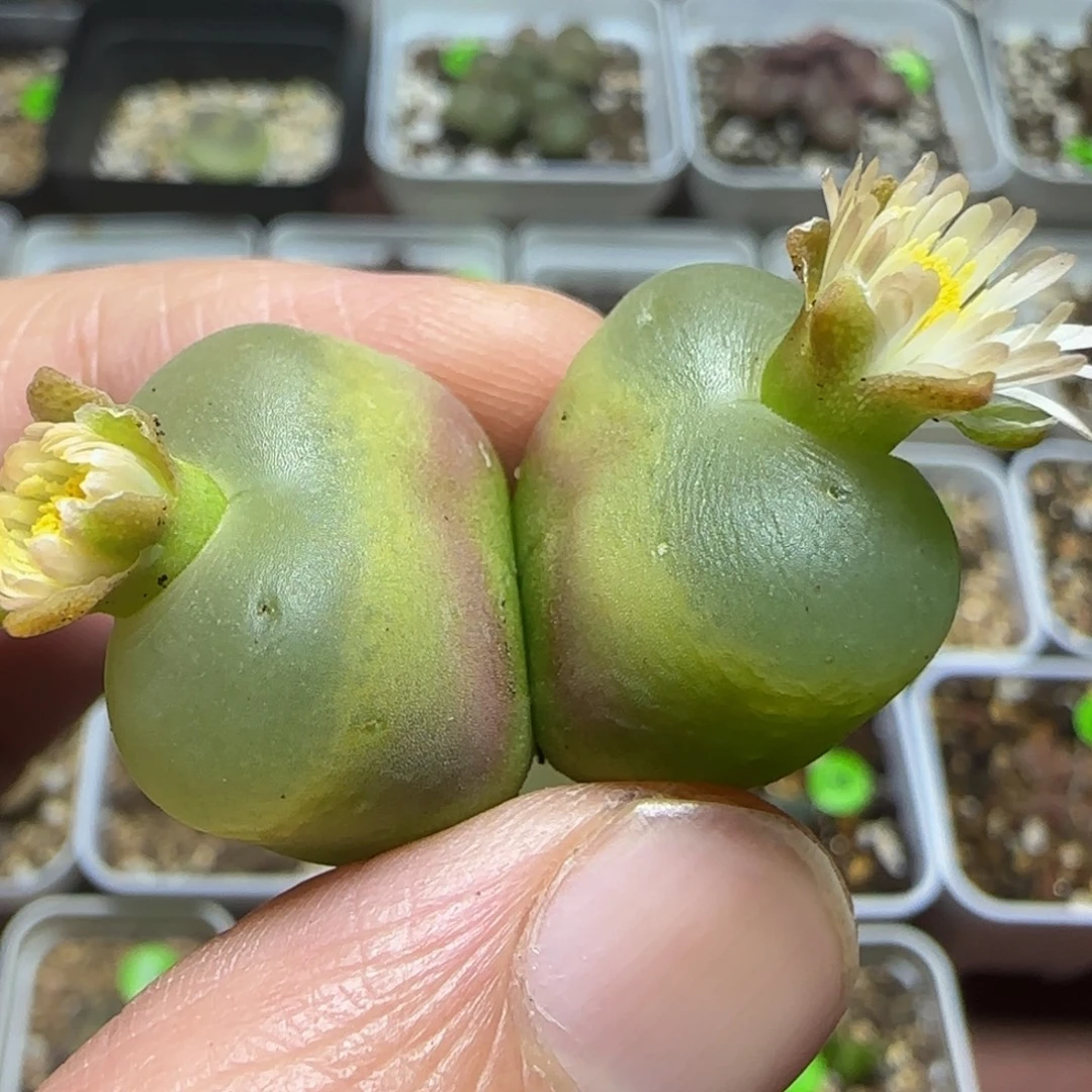 双头漂亮多肉植物18
