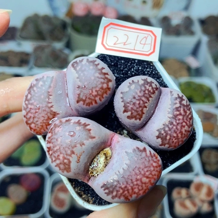 樱桃爱妃们的美肉