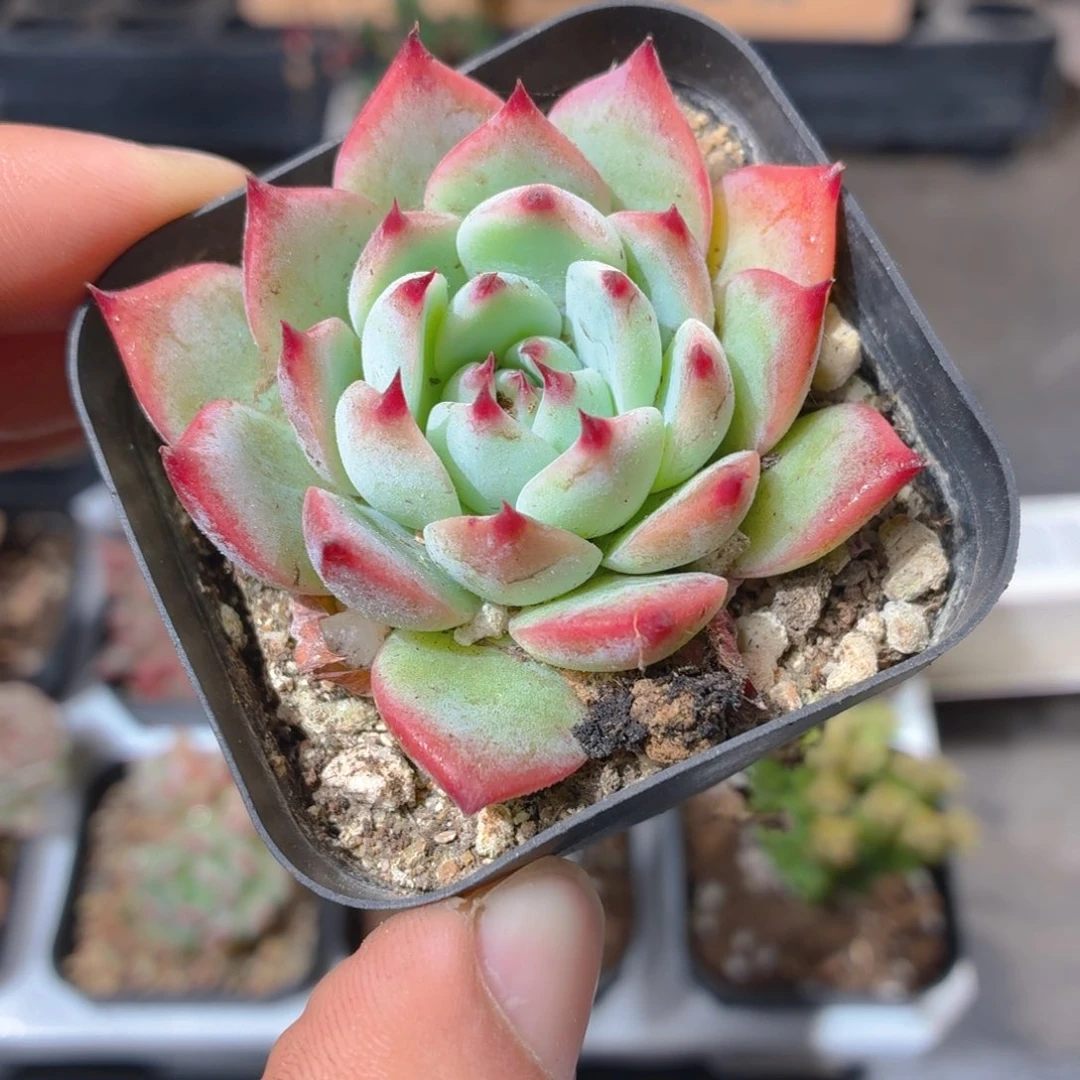 吉娃娃多肉9.9包邮发货