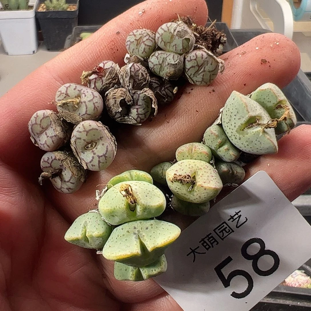 一物一拍。        58