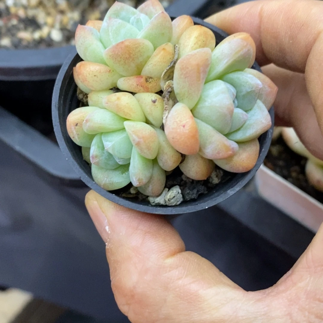 精品多肉一物一拍不包整43