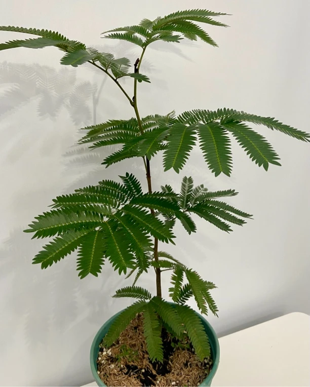 密叶猴耳环室内网红观叶植物美观好养净化空气