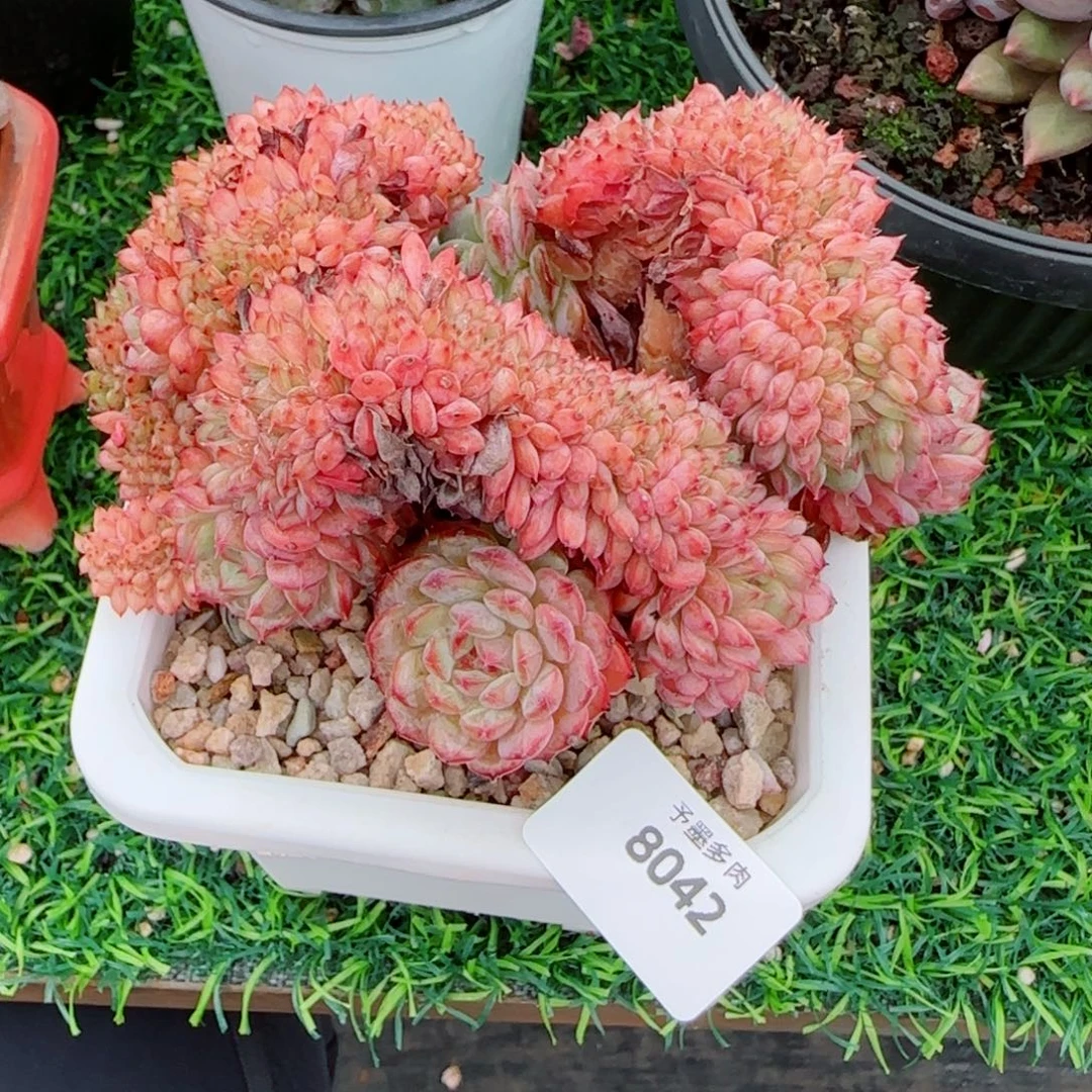 白胖子缀化，8042多肉植物
