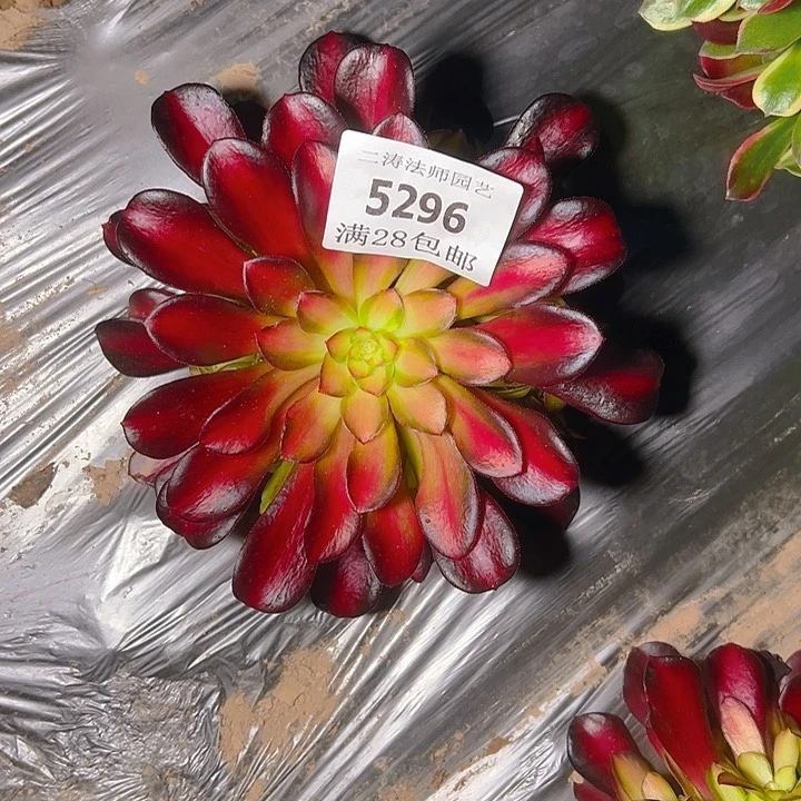 5296红日多肉植物2号