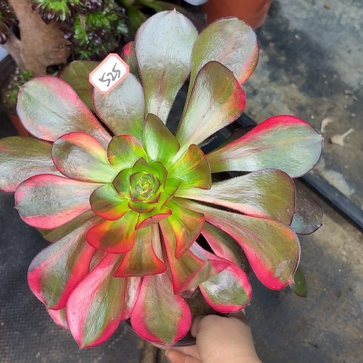 巫毒七彩525多肉植物法师