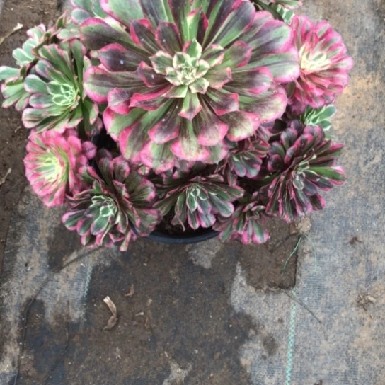 无花朵铜花顺法师多肉528号