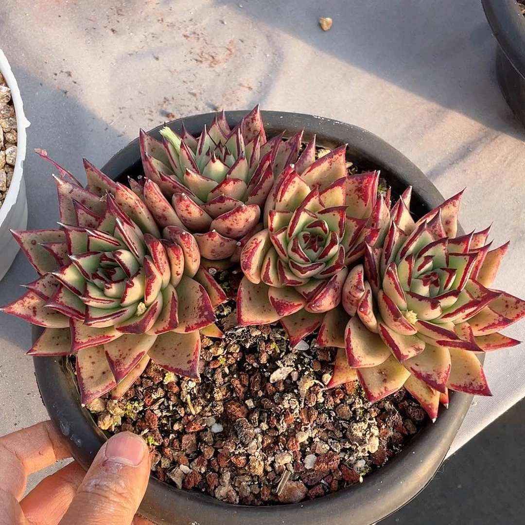 那**?多肉植物一物一拍