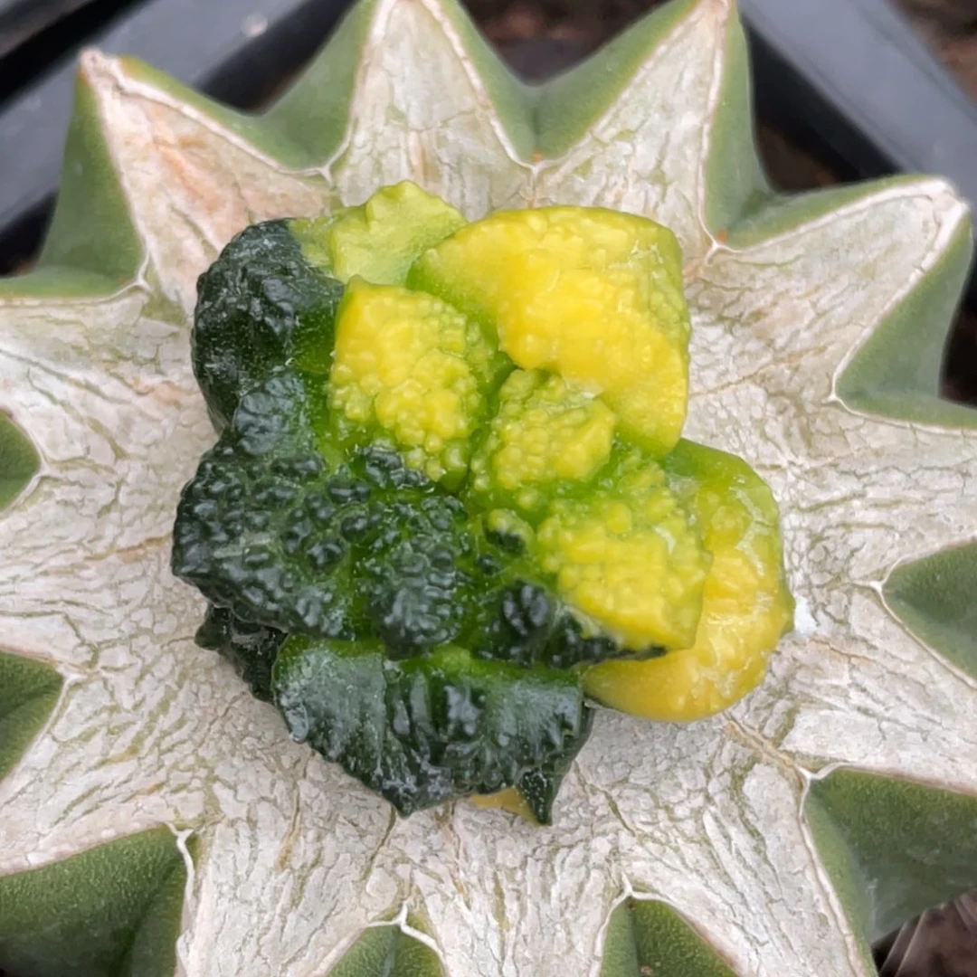 全部花朵阴阳锦083 仙人球